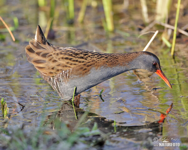 Wasserralle (Rallus aquaticus)