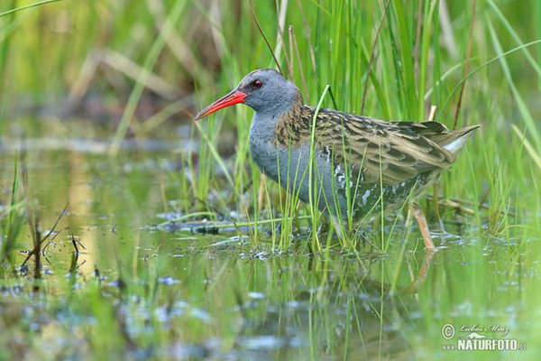 Wasserralle (Rallus aquaticus)