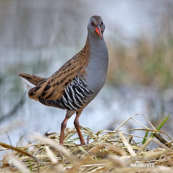 Wasserralle (Rallus aquaticus)