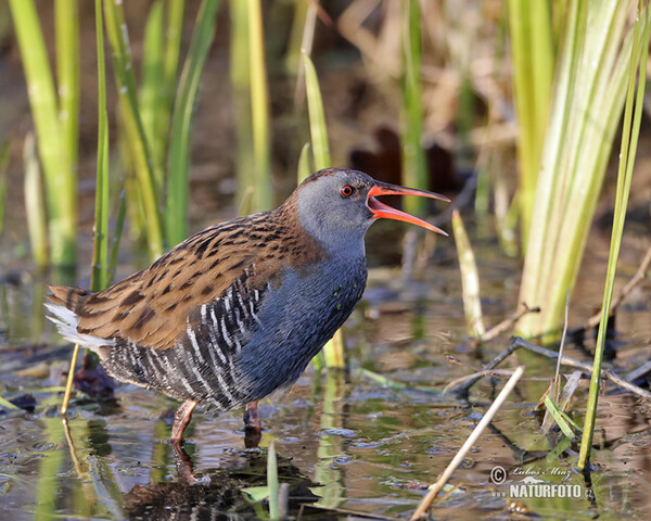 Wasserralle (Rallus aquaticus)