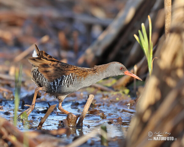 Wasserralle (Rallus aquaticus)