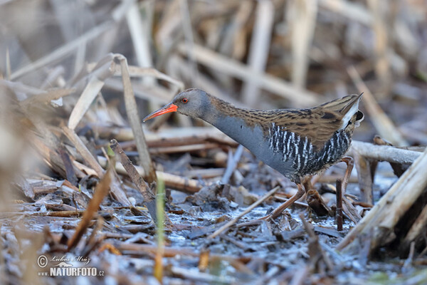 Wasserralle (Rallus aquaticus)