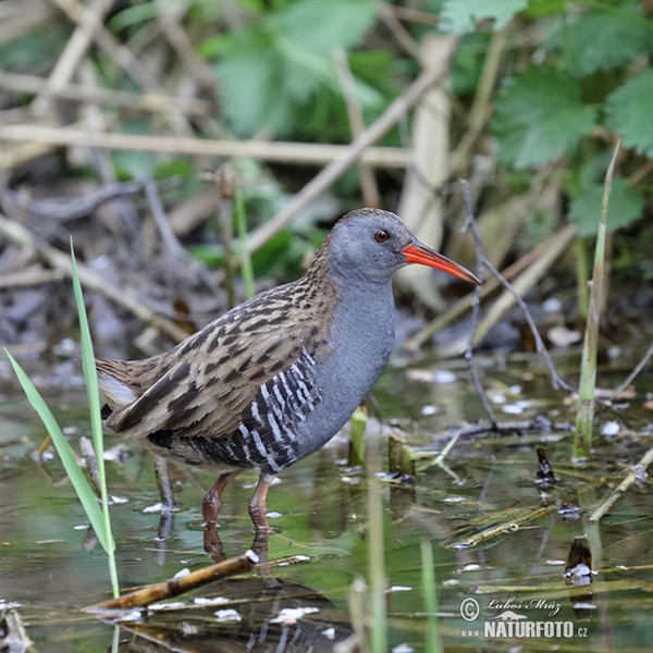 Wasserralle (Rallus aquaticus)