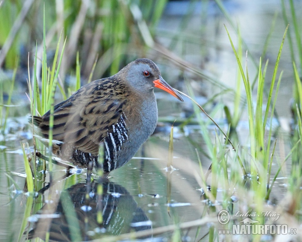 Wasserralle (Rallus aquaticus)