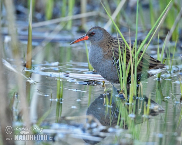 Wasserralle (Rallus aquaticus)