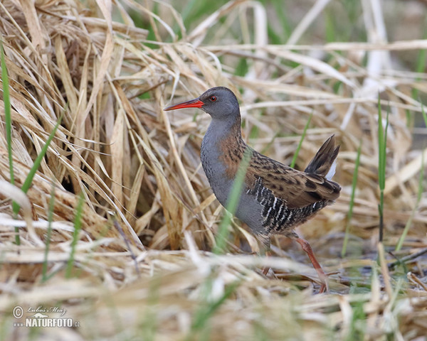 Wasserralle (Rallus aquaticus)