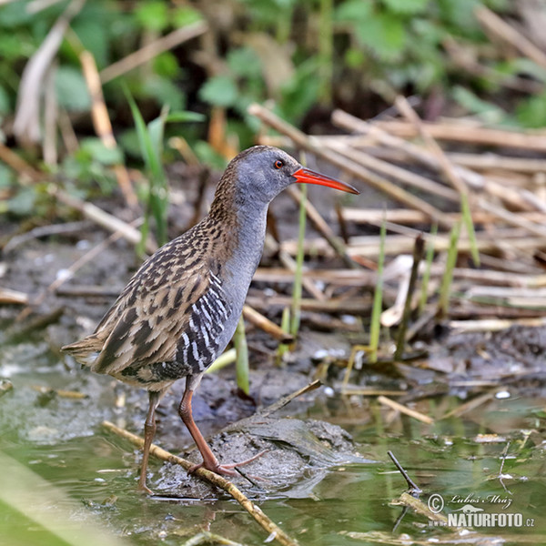 Wasserralle (Rallus aquaticus)