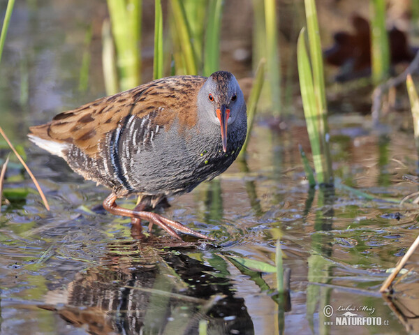 Wasserralle (Rallus aquaticus)