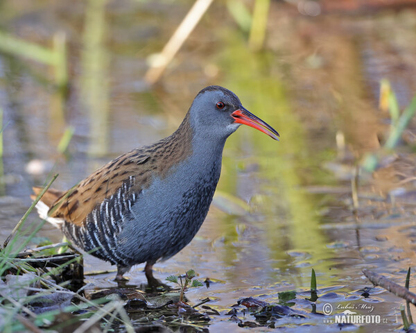 Wasserralle (Rallus aquaticus)