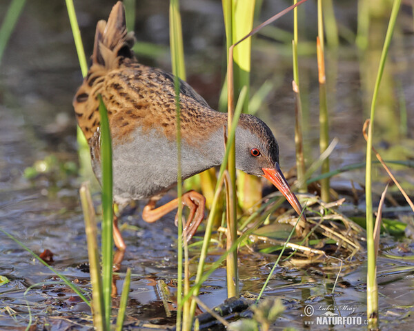 Wasserralle (Rallus aquaticus)