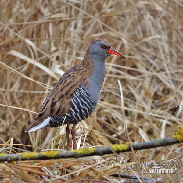 Wasserralle (Rallus aquaticus)