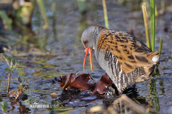 Wasserralle (Rallus aquaticus)