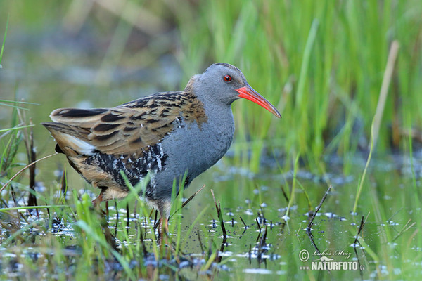 Wasserralle (Rallus aquaticus)