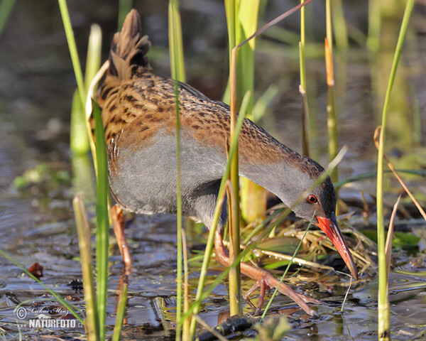 Wasserralle (Rallus aquaticus)