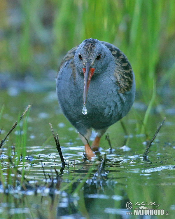 Wasserralle (Rallus aquaticus)