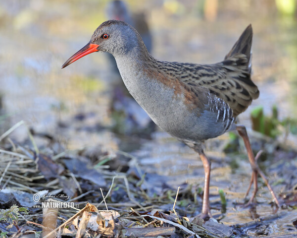 Wasserralle (Rallus aquaticus)