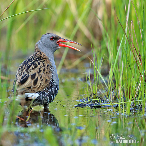 Wasserralle (Rallus aquaticus)