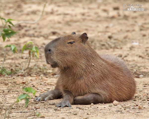 Wasserschwein (Hydrochoerus hydrochaeris)