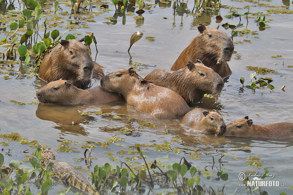 Wasserschwein (Hydrochoerus hydrochaeris)