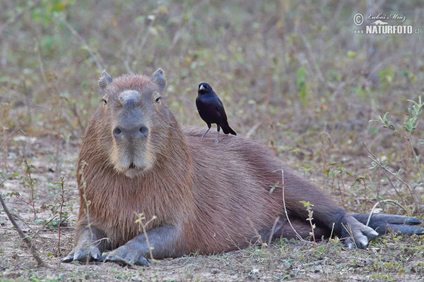 Wasserschwein (Hydrochoerus hydrochaeris)