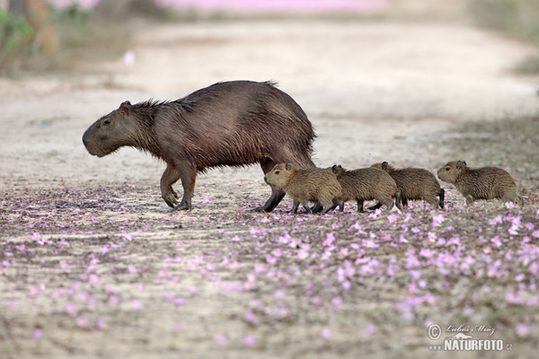 Wasserschwein (Hydrochoerus hydrochaeris)