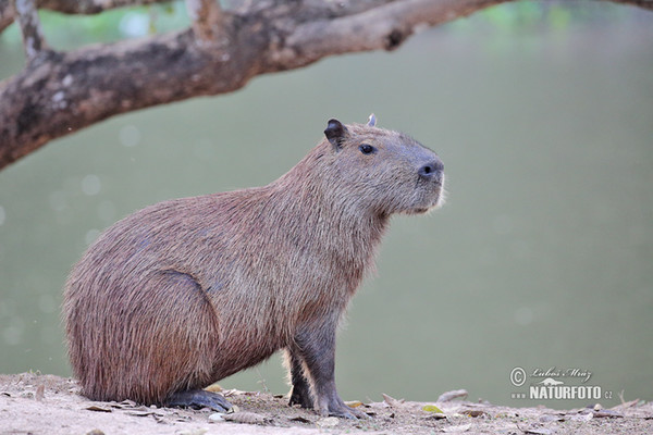 Wasserschwein (Hydrochoerus hydrochaeris)