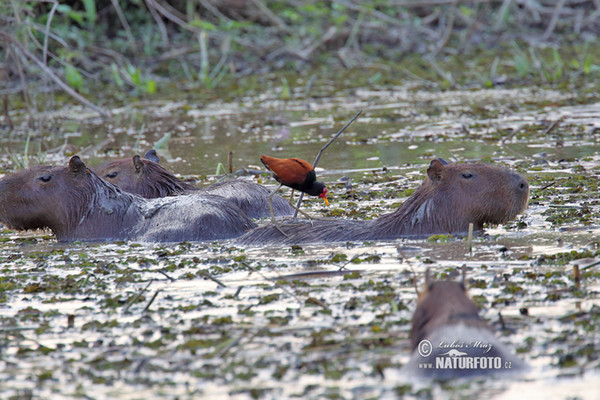 Wasserschwein (Hydrochoerus hydrochaeris)