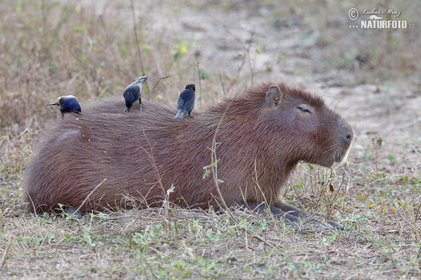 Wasserschwein (Hydrochoerus hydrochaeris)