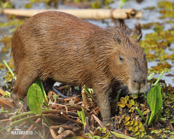 Wasserschwein (Hydrochoerus hydrochaeris)