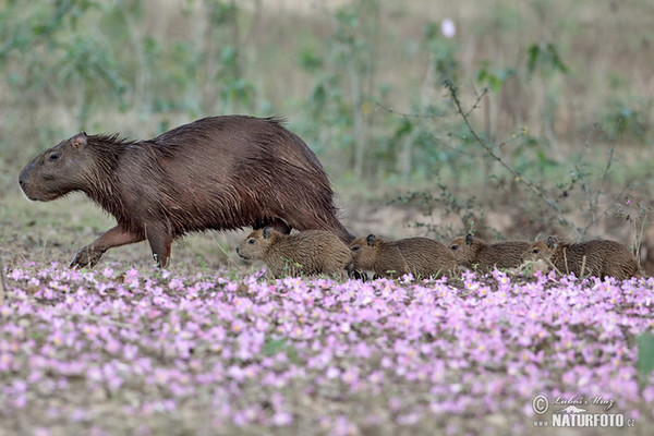 Wasserschwein (Hydrochoerus hydrochaeris)