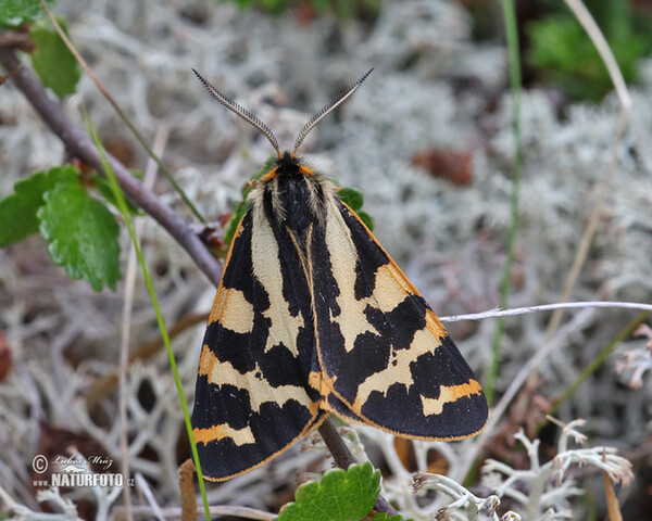 Wegerichbär (Parasemia plantaginis)