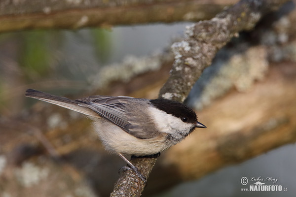 Weidenmeise (Parus montanus)