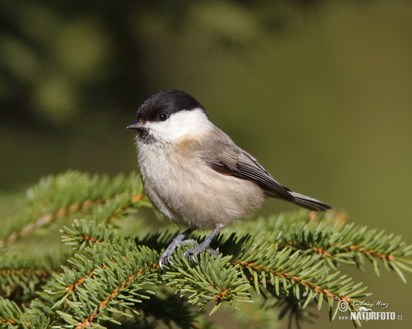 Weidenmeise (Parus montanus)