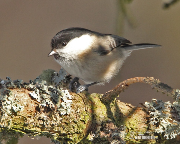 Weidenmeise (Parus montanus)