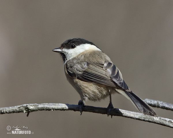 Weidenmeise (Parus montanus)