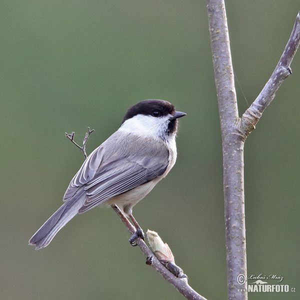 Weidenmeise (Parus montanus)