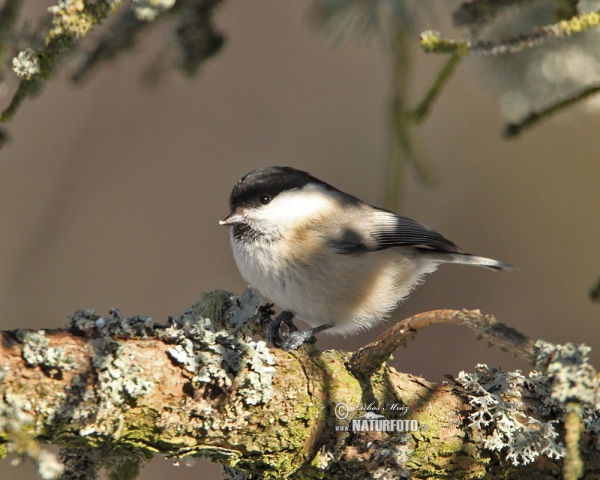 Weidenmeise (Parus montanus)