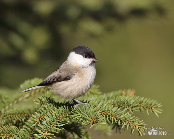 Weidenmeise (Parus montanus)