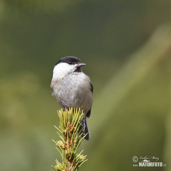 Weidenmeise (Parus montanus)