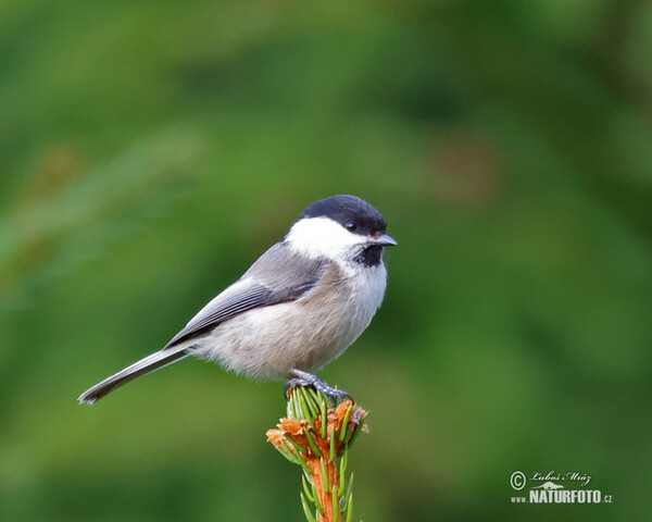 Weidenmeise (Parus montanus)