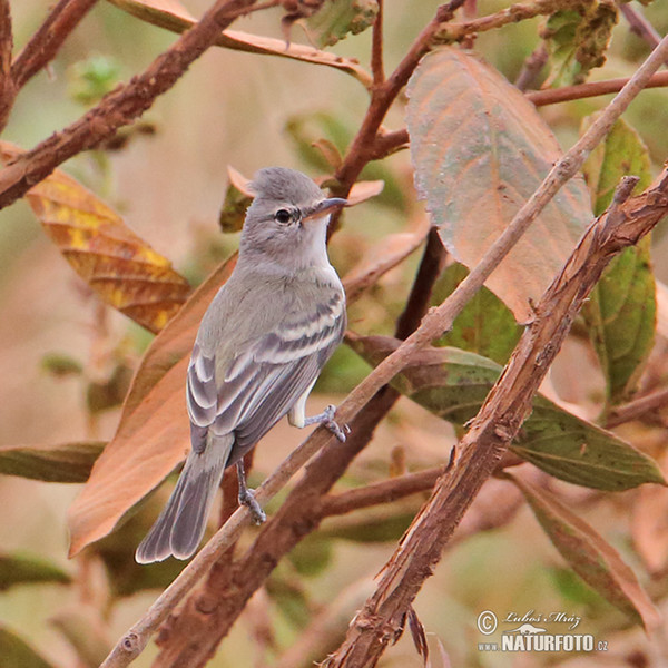 Weidenschnäppertyrann (Empidonax traillii)