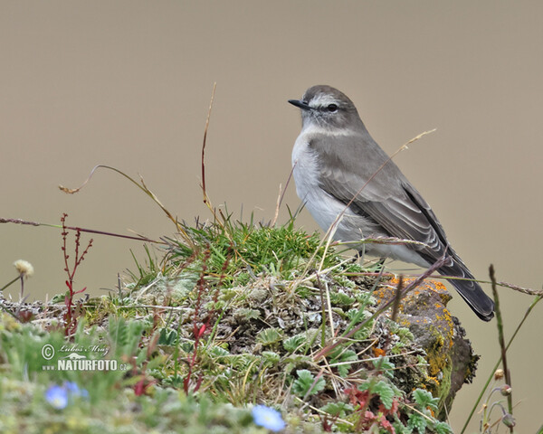 Weißbrauen-Grundtyrann (Muscisaxicola alpinus)