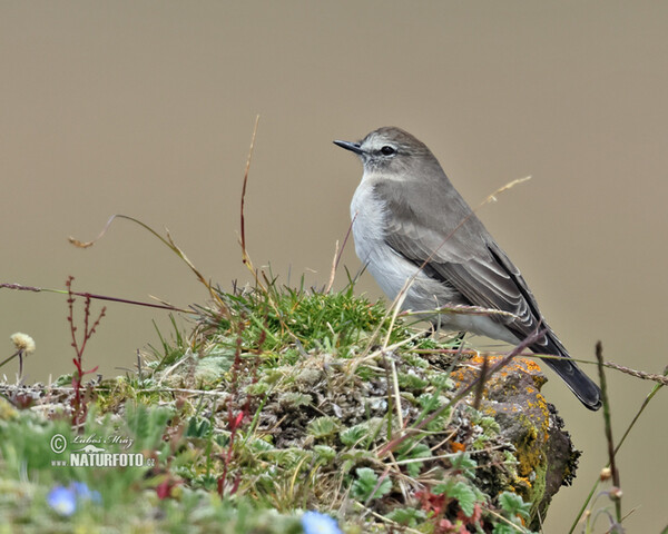 Weißbrauen-Grundtyrann (Muscisaxicola alpinus)