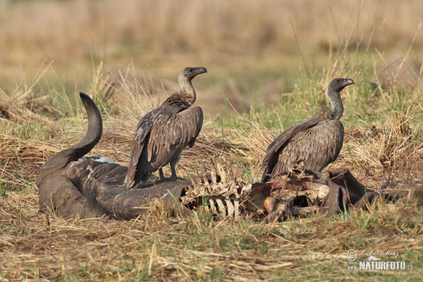 Weißbrückengeier (Gyps africanus)