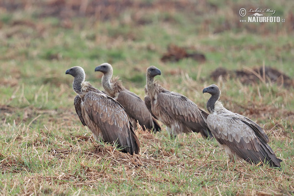 Weißbrückengeier (Gyps africanus)