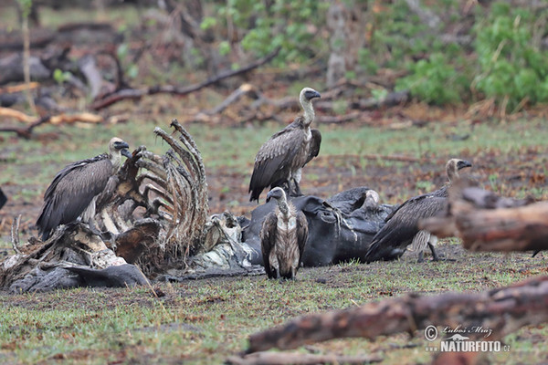 Weißbrückengeier (Gyps africanus)