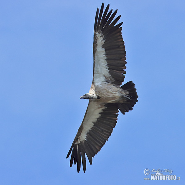 Weißbrückengeier (Gyps africanus)