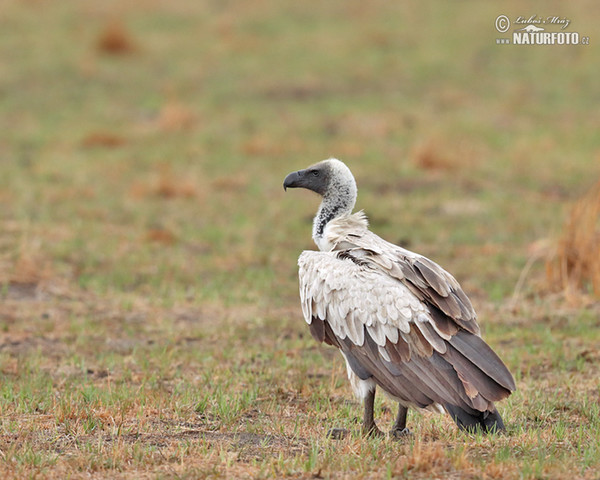 Weißbrückengeier (Gyps africanus)