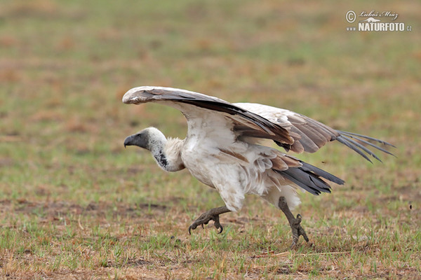 Weißbrückengeier (Gyps africanus)