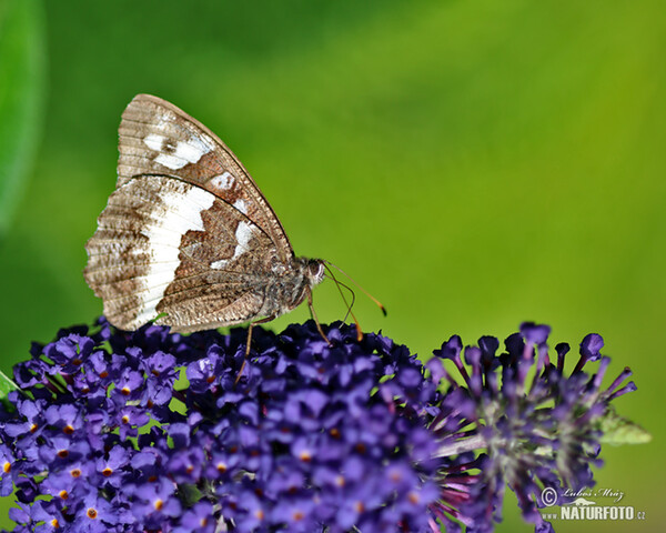 Weißer Wald Portier (Brintesia circe)